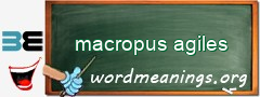 WordMeaning blackboard for macropus agiles